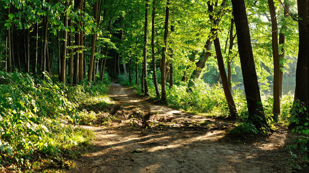 How Spending Time in Nature Benefits Your Mental Health