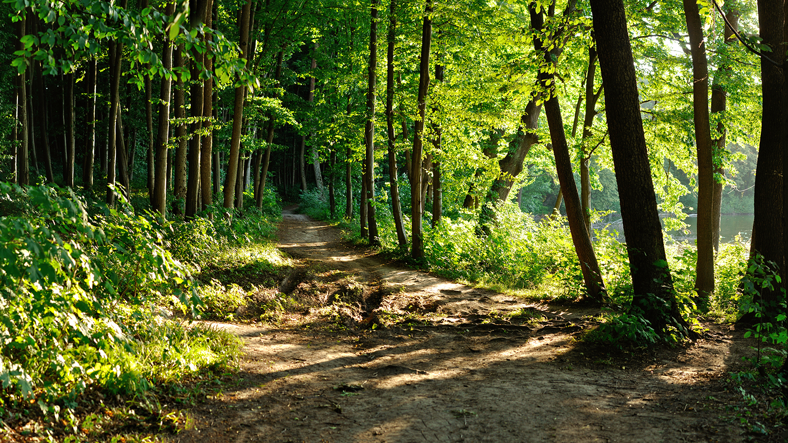 How Spending Time in Nature Benefits Your Mental Health