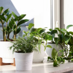How Indoor Plants and Biophilic Design Can Support Mental Health