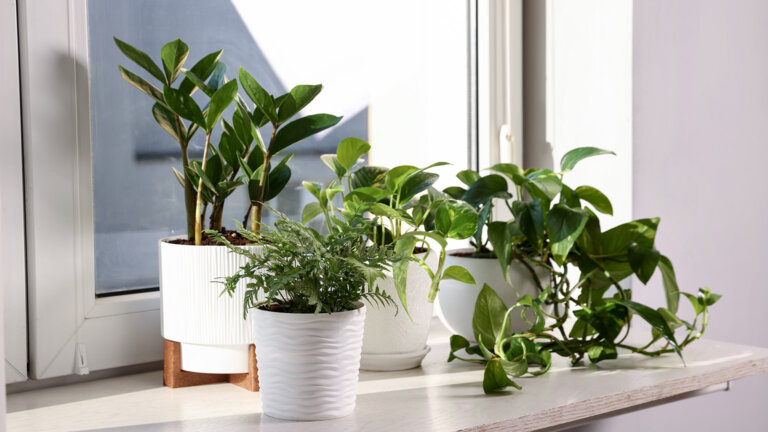 How Indoor Plants and Biophilic Design Can Support Mental Health